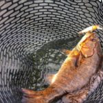 wisconsin smallmouth bass