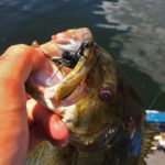 wisconsin smallmouth bass