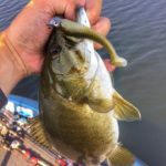 wisconsin smallmouth bass