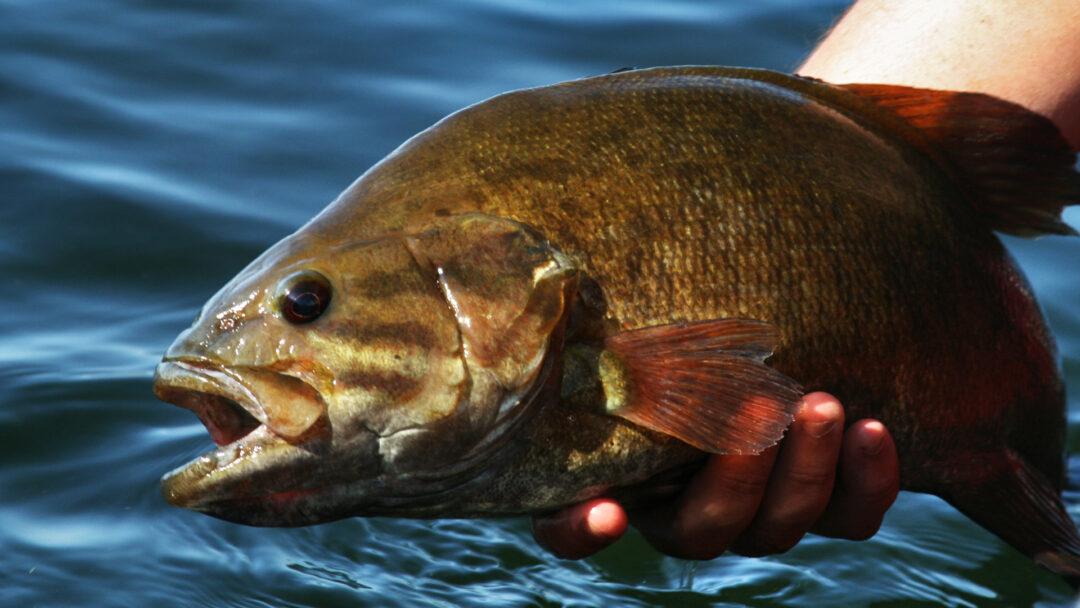 Wisconsin Bass Fishing Guide  Northwoods Bass Fishing Adventures