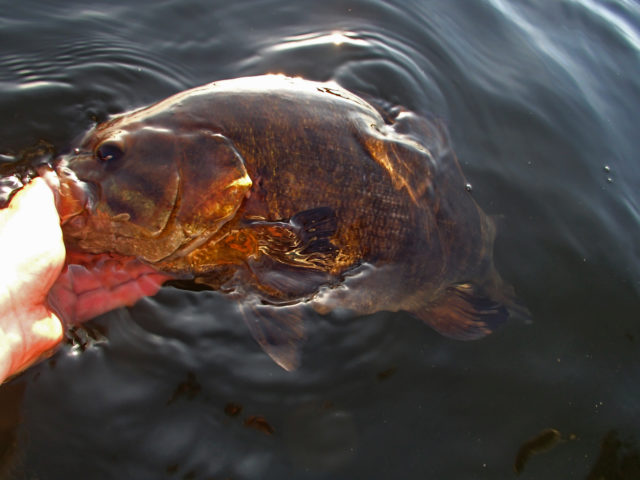 northwoods bass