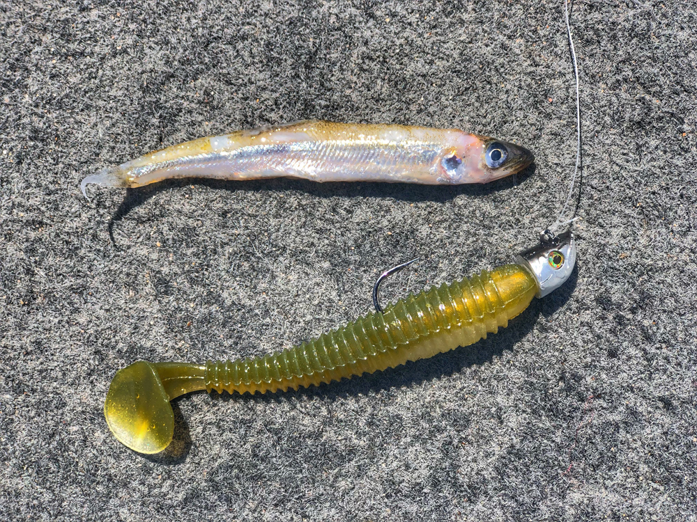 Favorite Keitech swim bait colors? - Fishing Tackle - Bass Fishing