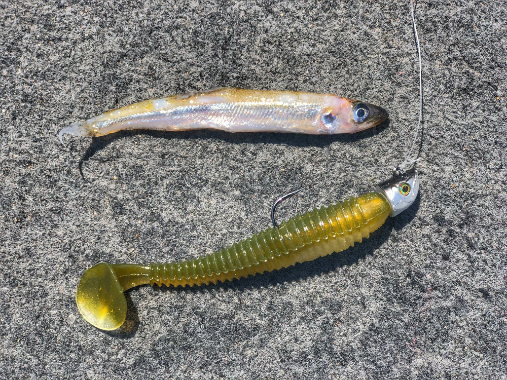 Simply Irresistible, Fishing Soft Plastic Leeches