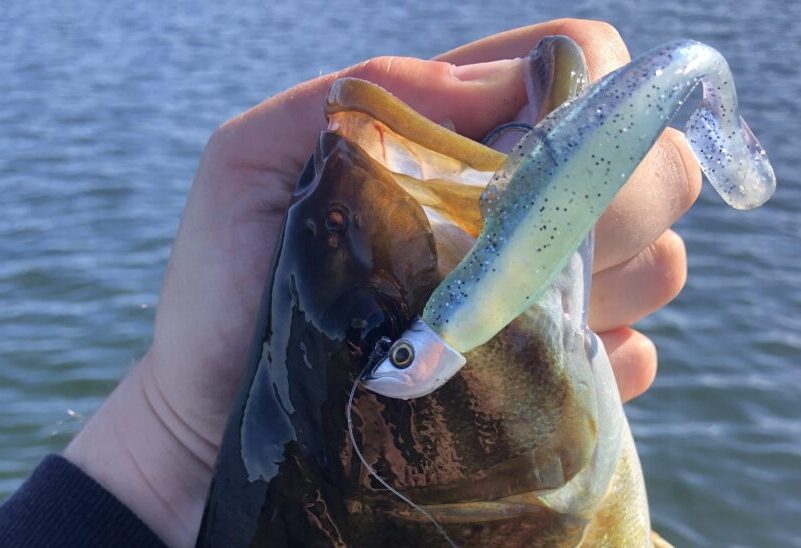 Shop Ultra Light Soft Lure with great discounts and prices online