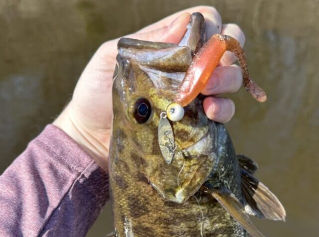 Wisconsin Bass Fishing Guide  River Smallmouths with Z-Man's