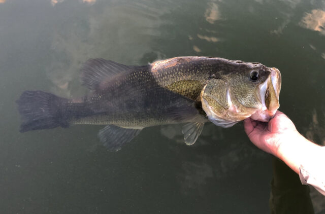 Wisconsin Bass Fishing Guide  Tips for Bigger Summer Largemouths