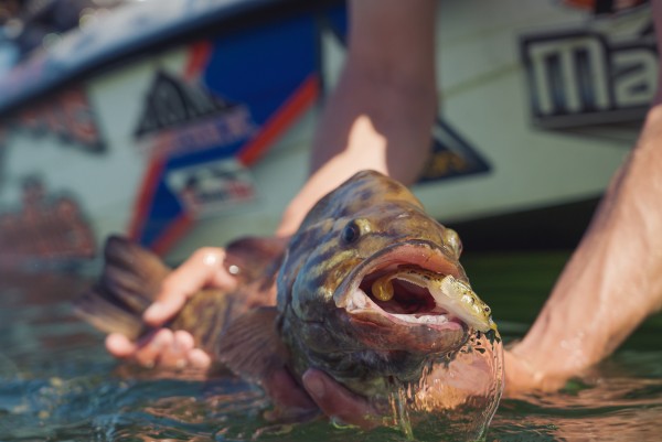 Wisconsin Bass Fishing Guide  The Z-Man Gobius™ swimbait