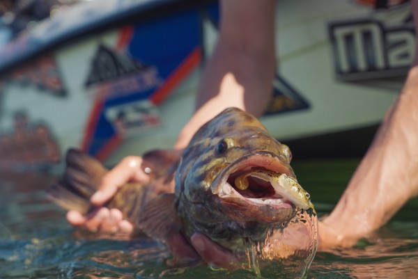 Wisconsin Bass Fishing Guide | The Z-Man Gobius™ swimbait