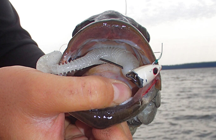 Wisconsin Bass Fishing Guide  A Swimbait Concoction for Open Water  Smallmouths