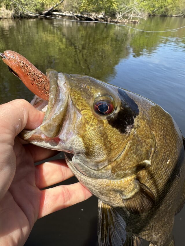 Wisconsin Bass Fishing Guide  Smallmouth Fishing with Z-Man Scented Jerk  ShadZ